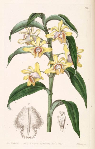 Dendrobium ruckeri da Miss Drake